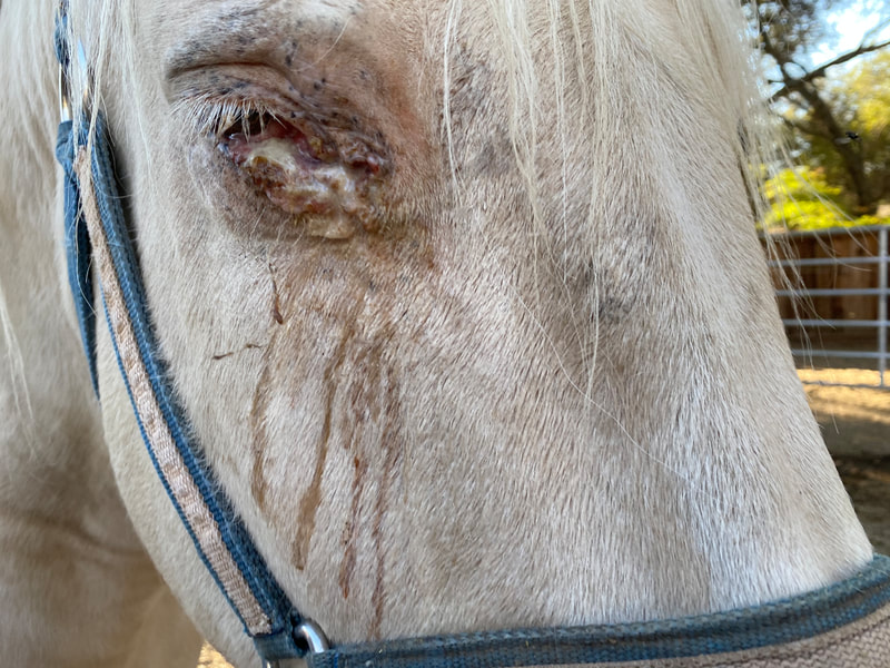 Ralphie's eye is painful and drains constantly. Here it is before treatment.