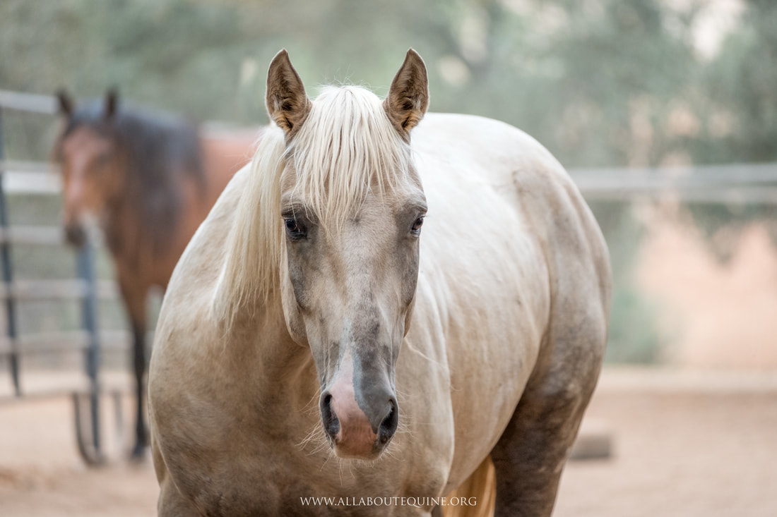 Denver | All About Equine Animal Rescue - All About Equine ...