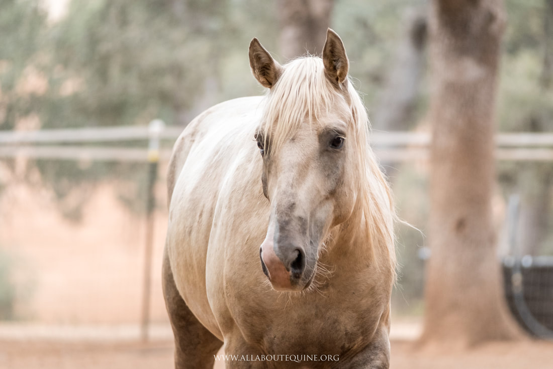 Denver | All About Equine Animal Rescue - All About Equine ...