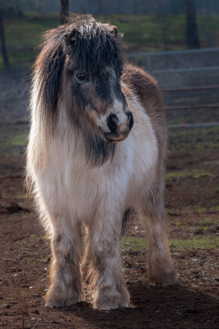 Robbie - All About Equine Animal Rescue, Inc. | CA