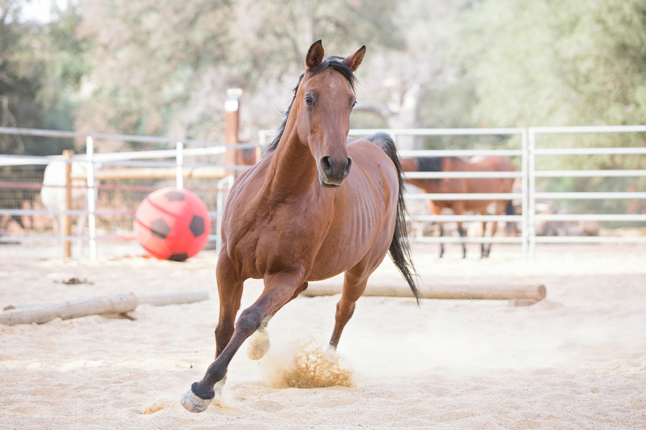 Aziza - All About Equine Animal Rescue, Inc.