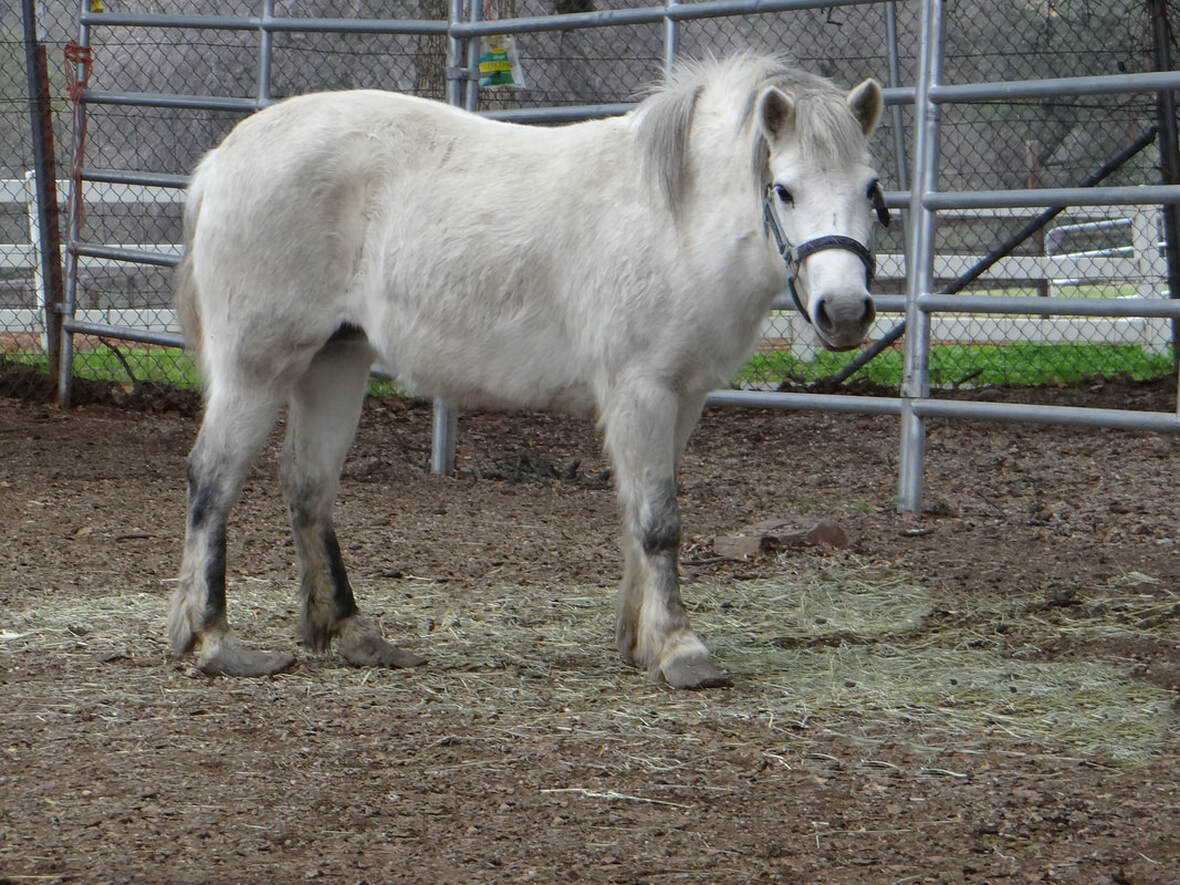 Minnie All About Equine Animal Rescue pic photo
